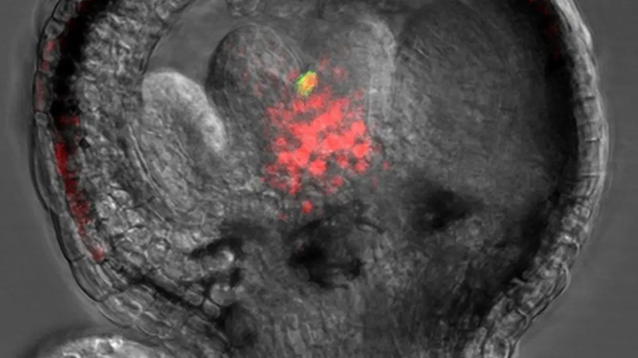 Archivo - Imagen que muestra una flor de 'Arabidopsis thaliana' en etapa temprana