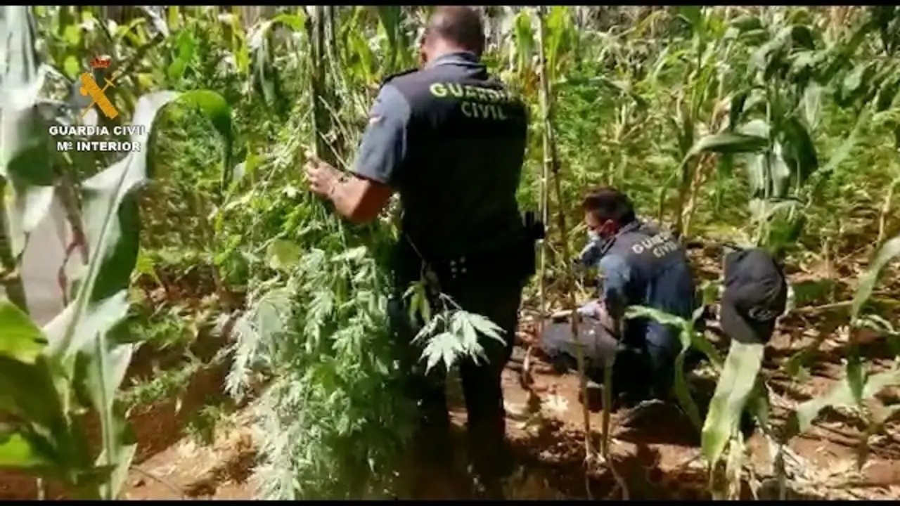 La Guardia Civil interviene m&aacute;s de 7.000 plantas de cannabis y siete kilos de marihuana en un barrio de Atarfe (Granada)