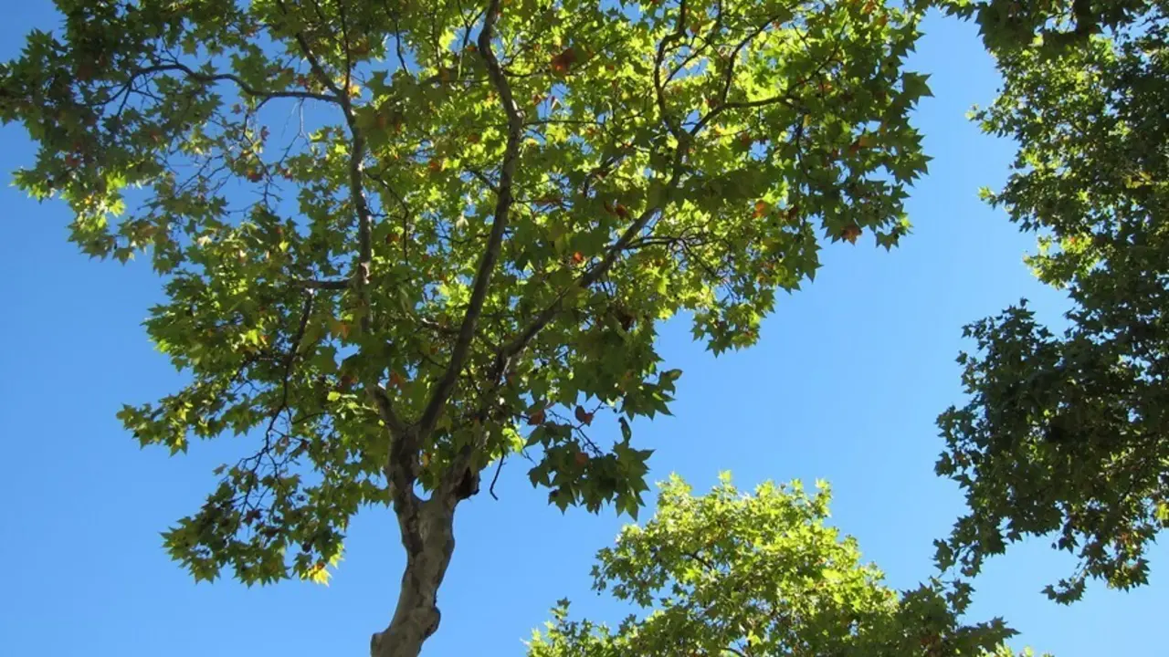 Archivo - Platanero, Plataneros, &aacute;rboles de Barcelona