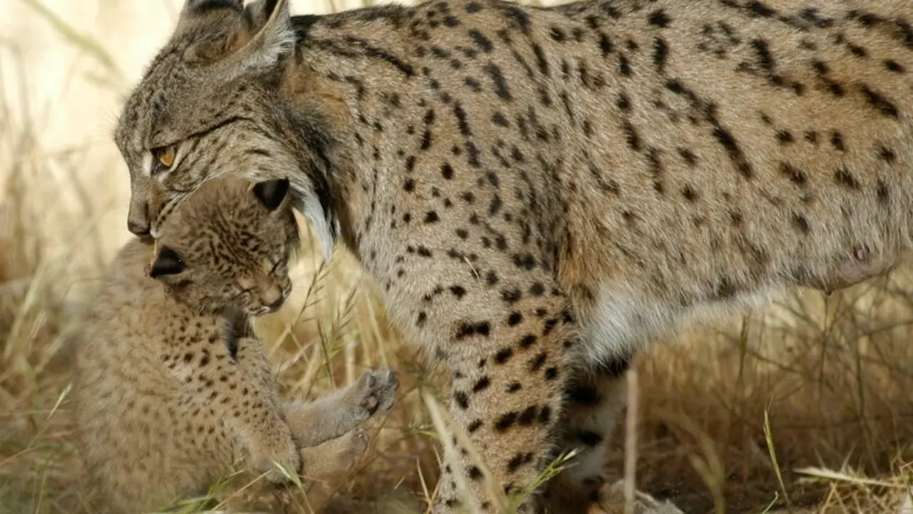 Archivo - Lince ib&eacute;rico en una imagen de archivo