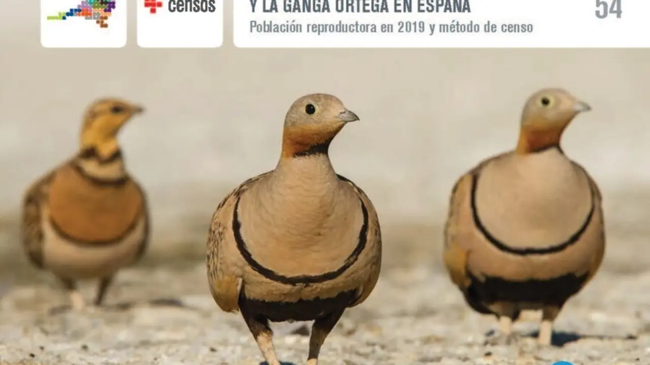 Desciende la poblaci&oacute;n de ganga ortega en la pen&iacute;nsula
