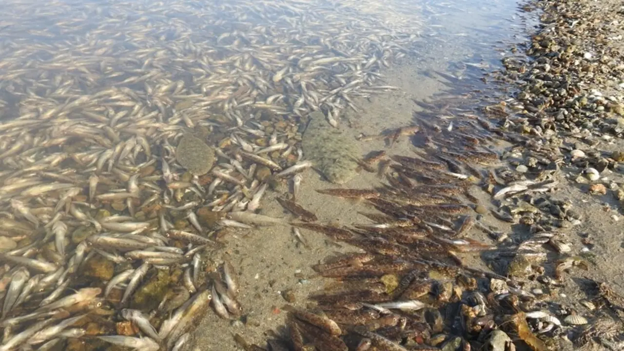 20 Agosto Mar Menor P. Garc&iacute;a ANSE