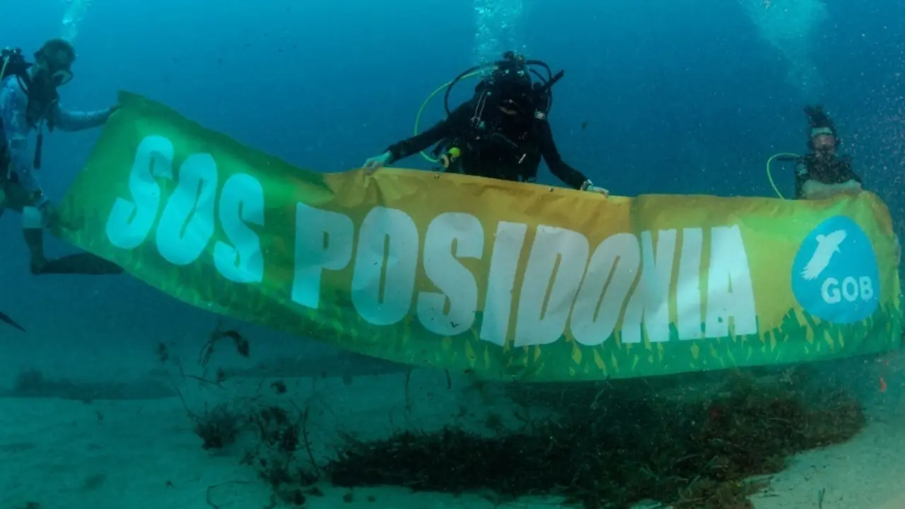 El GOB documenta el impacto de fondeos y vertidos sobre la posidonia en la bah&iacute;a de S&oacute;ller y pide controles efectivos.
