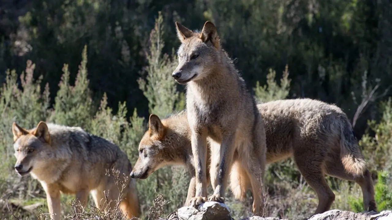 Archivo - Lobos ib&eacute;ricos