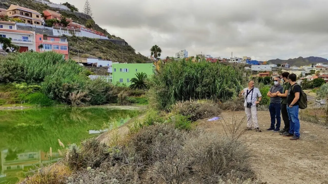 Charca de El Manisero, en Tejina, donde se ha localizado una veintena de aves muertas