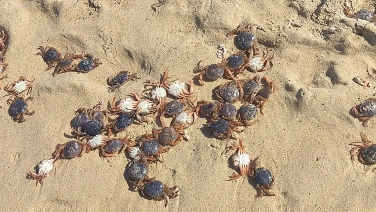 Centenares de cangrejos muertos en la playa de Meir&aacute;s, en Ferrolterra