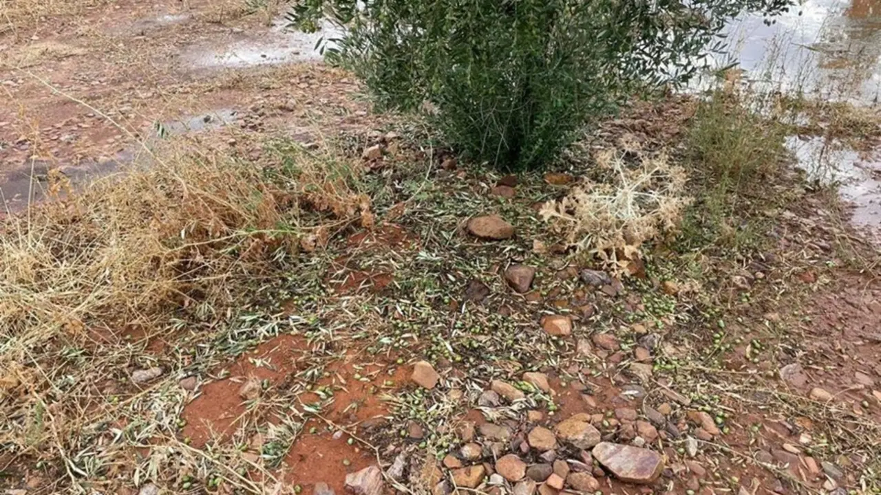 Cultivos inundados en la provincia de Toledo