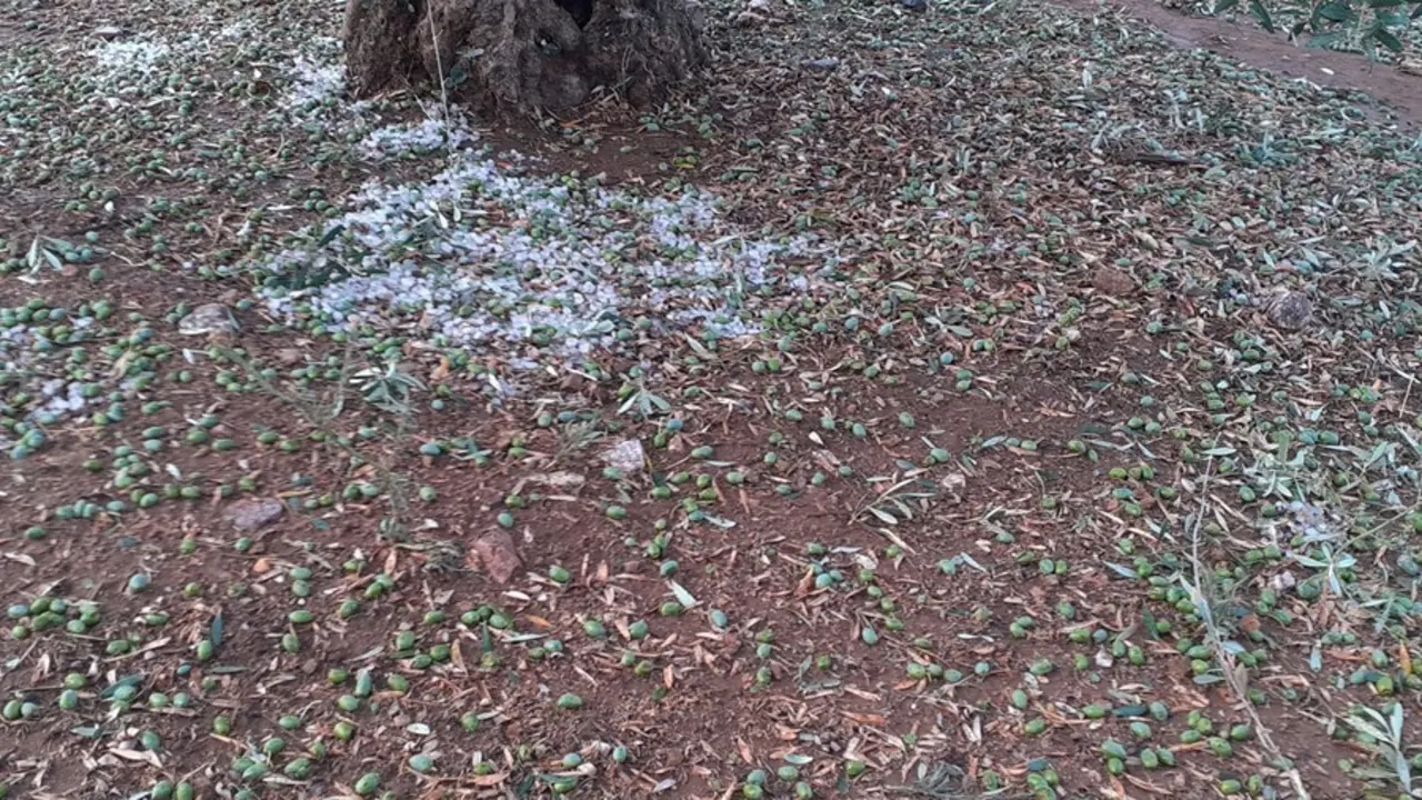 Pedrisco en olivar