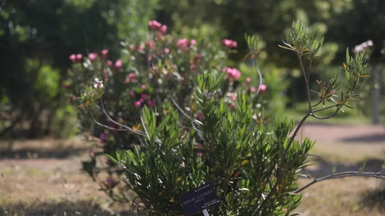 Archivo - Plantas del Real Jard&iacute;n Bot&aacute;nico Juan Carlos I de la Universidad de Alcal&aacute; de Henares (Madrid)