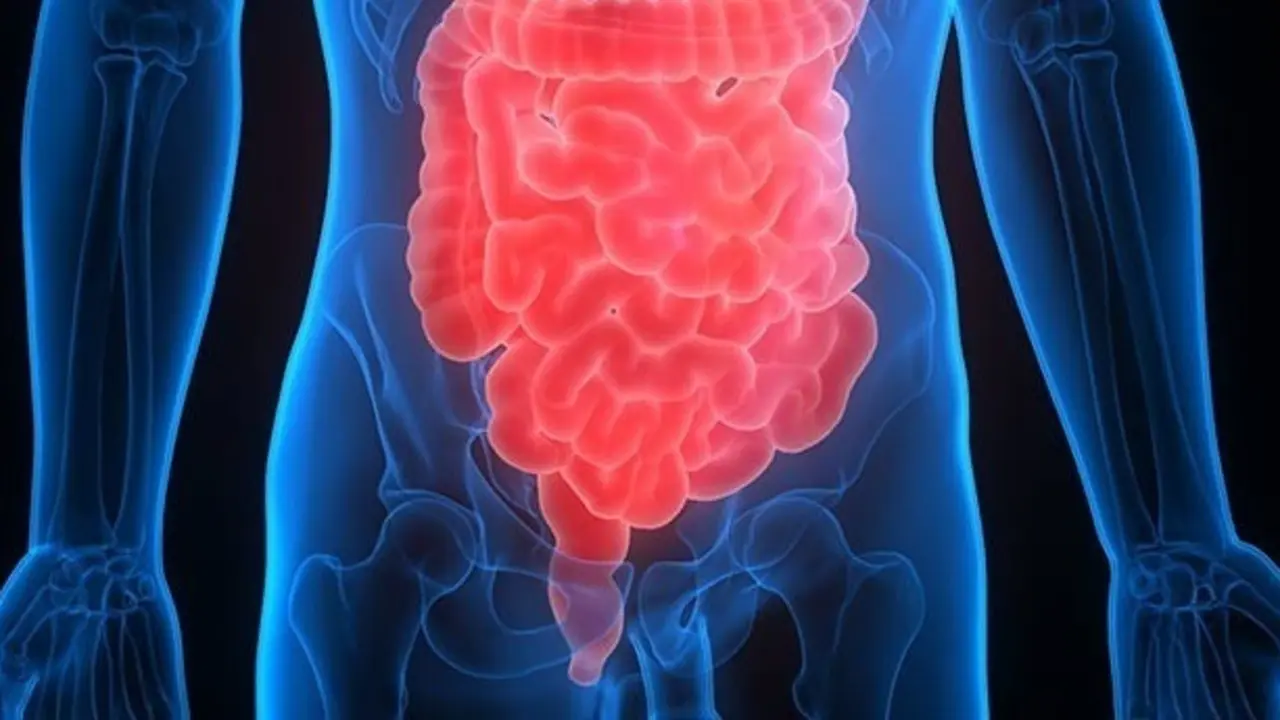 Archivo - Intestino y colon