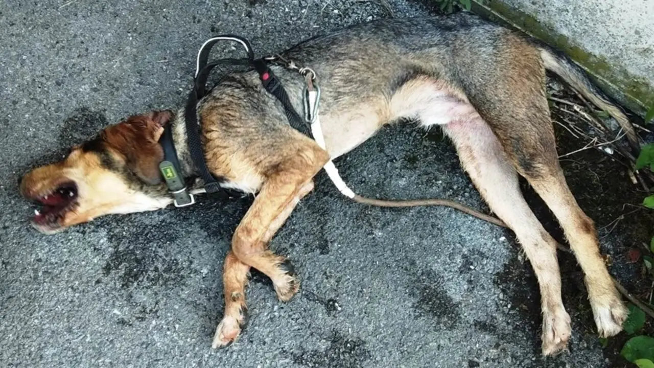 Estado del animal al ser rescatado