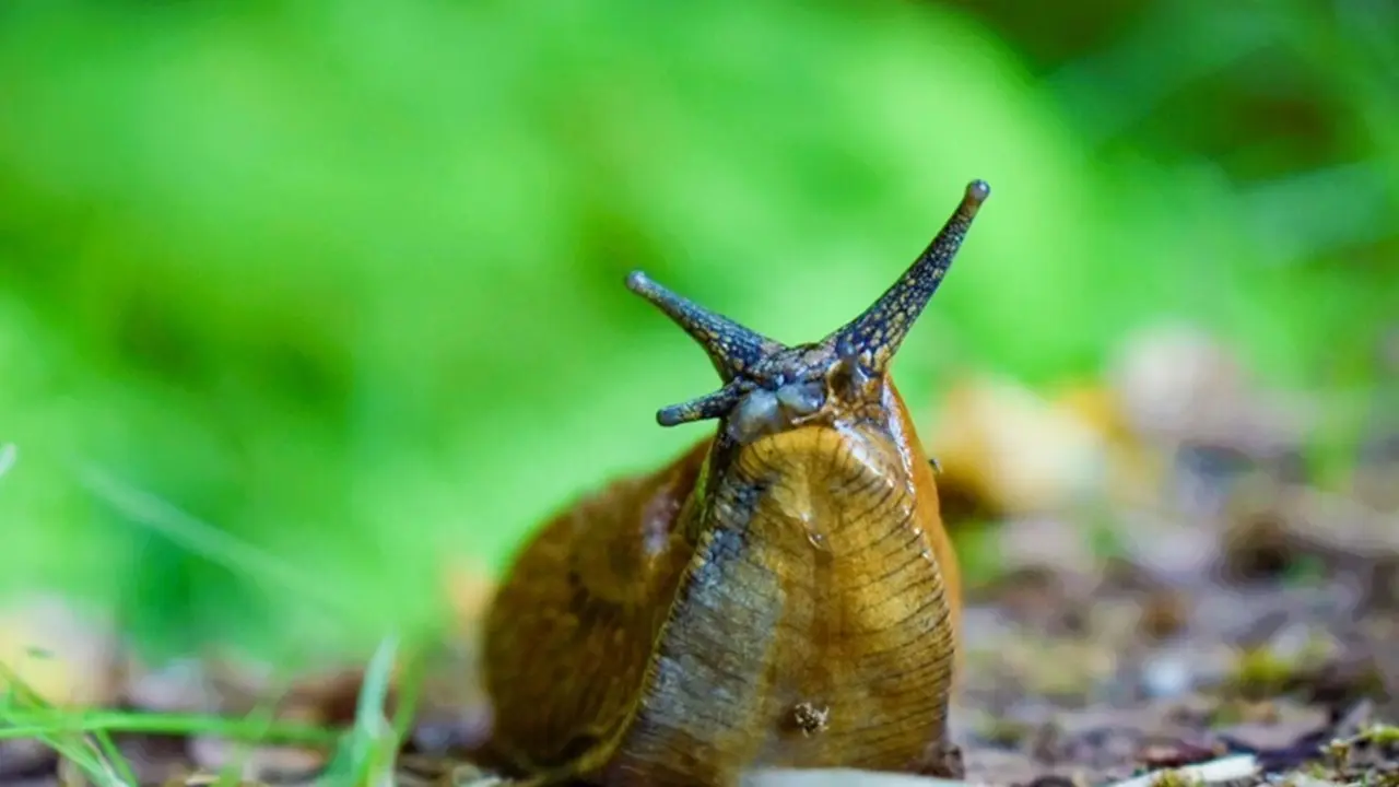 Archivo - La capa de moco en la parte inferior de la pata de un caracol es un ejemplo de un material blando que cede a la tensi&oacute;n hasta cierto punto y luego fluye.