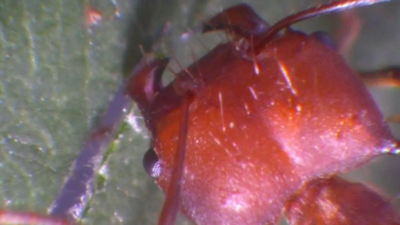 Las mand&iacute;bulas de las hormigas tienen un poderoso mordisco, gracias a los &aacute;tomos de zinc incrustados.