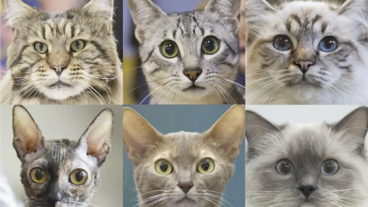 Expresiones faciales de gatos