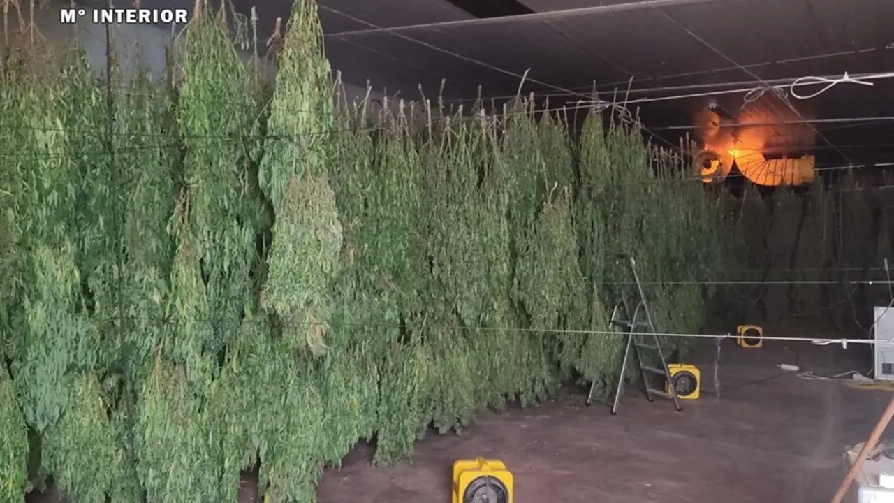 Una de las plantaciones de c&aacute;&ntilde;amo intervenidas en Almer&iacute;a