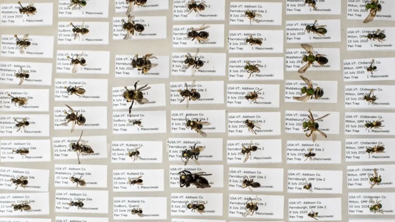 Los cient&iacute;ficos han desarrollado un m&eacute;todo para contar especies al aire libre a partir de registros de museos en interiores.