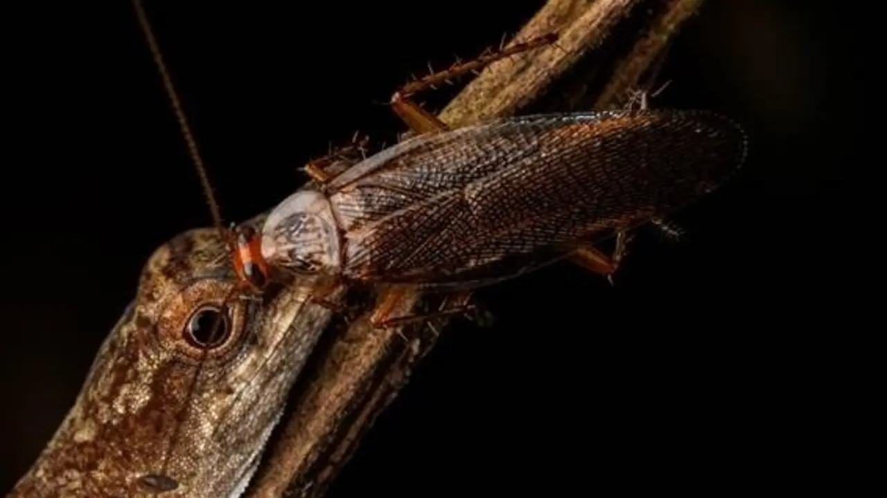 Archivo - Fotograf&iacute;a de una cucaracha bebiendo las l&aacute;grimas de un anolis delgado, tomada en marzo de 2019 en la Amazon&iacute;a ecuatoriana