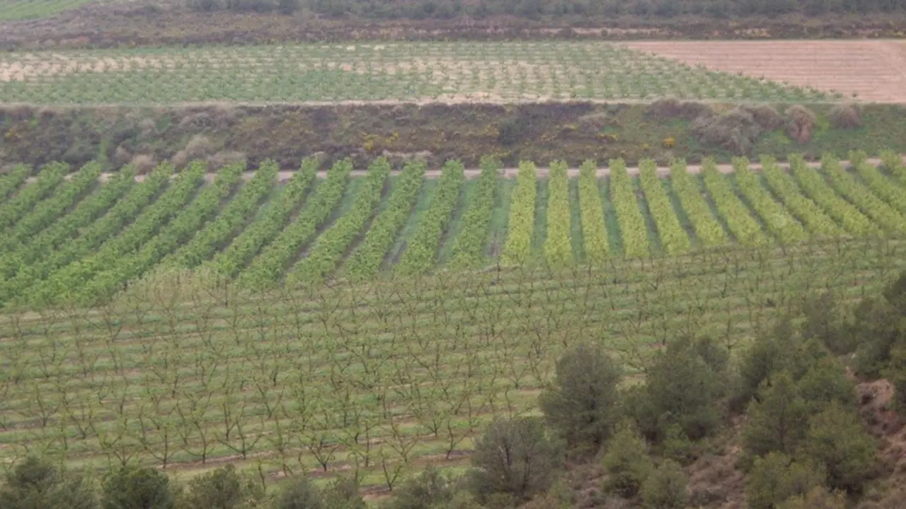 Archivo - Campos de cultivo en Mallorca.