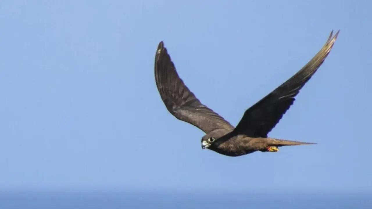 Un halc&oacute;n de Eleonora de morfo oscuro sobrevolando el islote canario de Alegranza en el Oc&eacute;ano Atl&aacute;ntico.