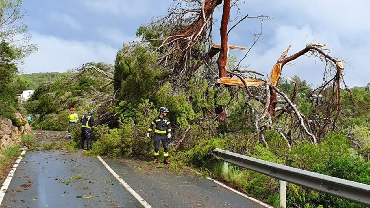 Archivo - &Aacute;rboles ca&iacute;dos en Sant Antoni (Ibiza) a consecuencia de las fuertes lluvias