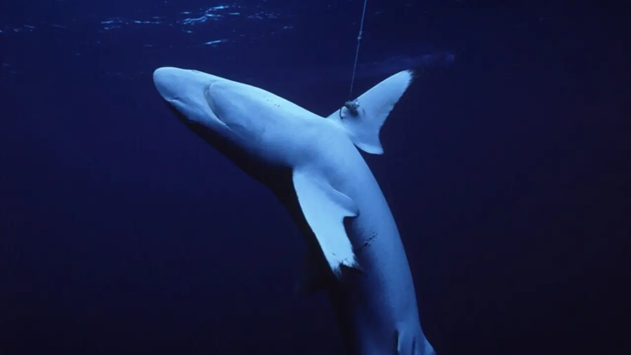Lista Roja de la UICN para todos los tiburones, rayas y quimeras