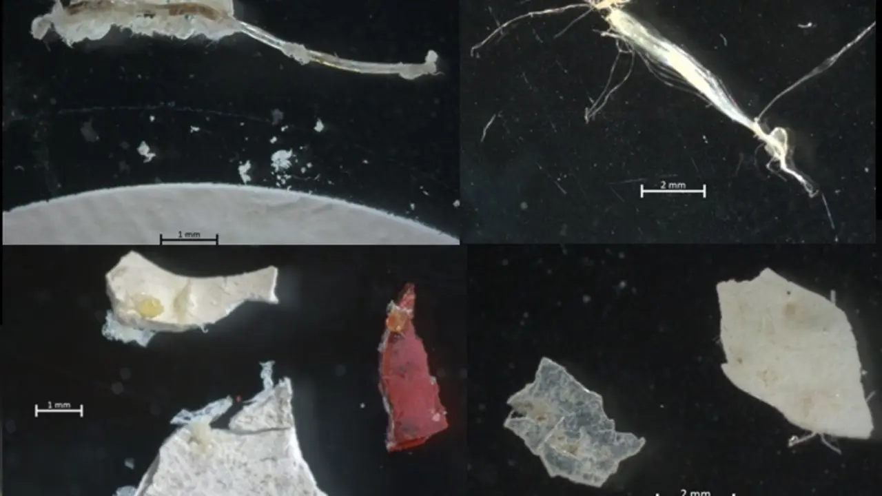 Micropl&aacute;sticos recogidos en aguas de la r&iacute;a de Vigo por investigadores del Instituto Espa&ntilde;ol de Oceanograf&iacute;a (IEO).