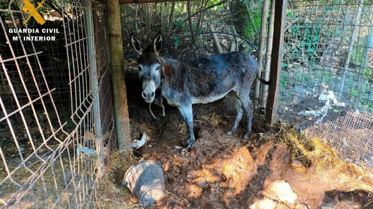 La Guardia Civil investiga a un hombre de Olot (Girona) por presunto maltrato animal y tener en cautividad aves de especies protegidas.