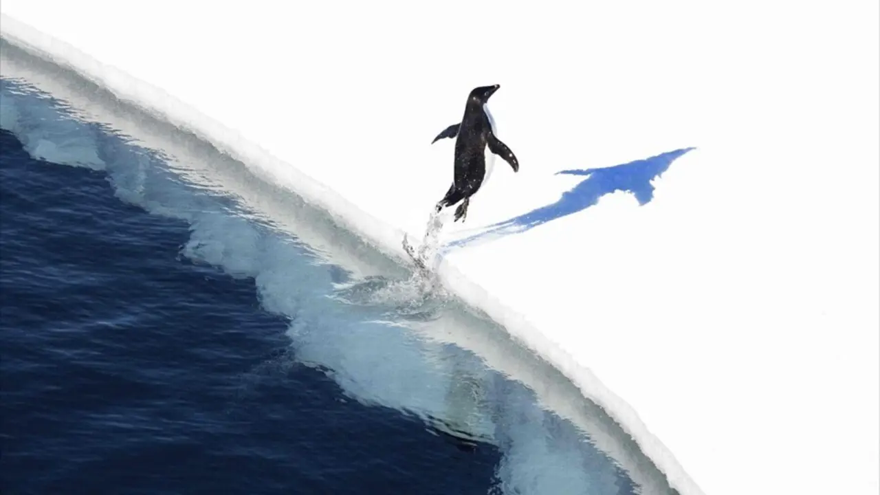Adelie Penguin Leaping From Water