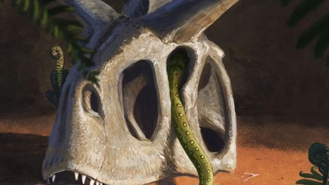 Todas las serpientes vivientes evolucionaron a partir de un pu&ntilde;ado de especies que sobrevivieron al impacto de un asteroide gigante que acab&oacute; con los dinosaurios y la mayor&iacute;a de los seres vivos al final del Cret&aacute;cico.