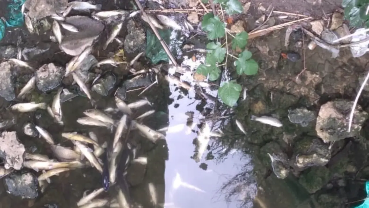Imagen de los peces muertos