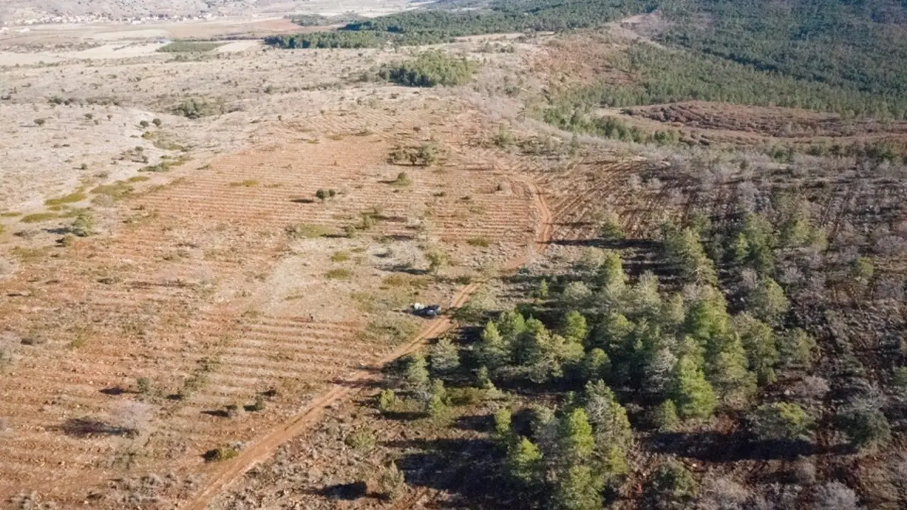 Archivo - Plantaci&oacute;n