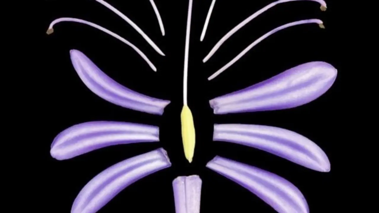 Una flor de lirio africano (Agapanthus africanus) se divide en partes componentes.