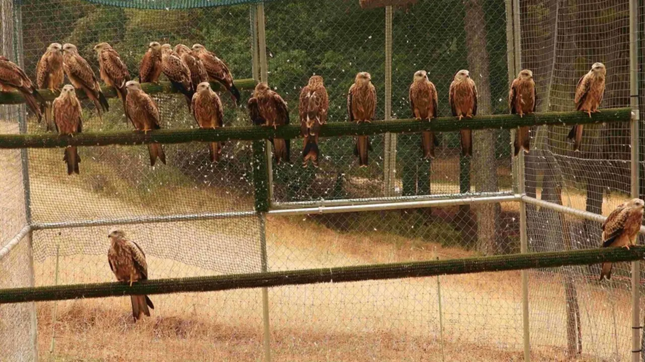 Milanos reales en el jaul&oacute;n de aclimataci&oacute;n de Cazorla, poco antes de su liberaci&oacute;n definitiva