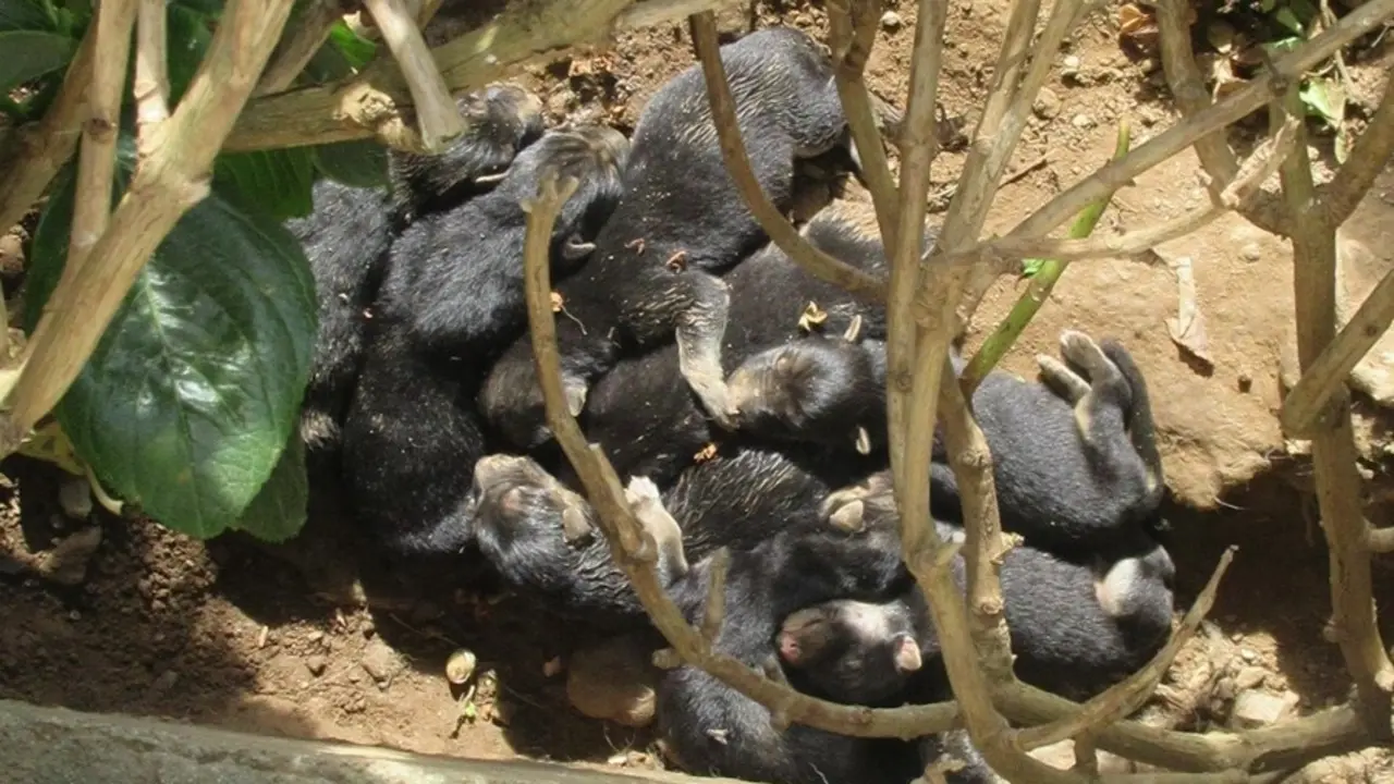 Camada de cachorros reci&eacute;n nacidos por cuyo abandono ha sido investigado un vecino de Ferreira de O Valadouro (Lugo) por maltrato animal.