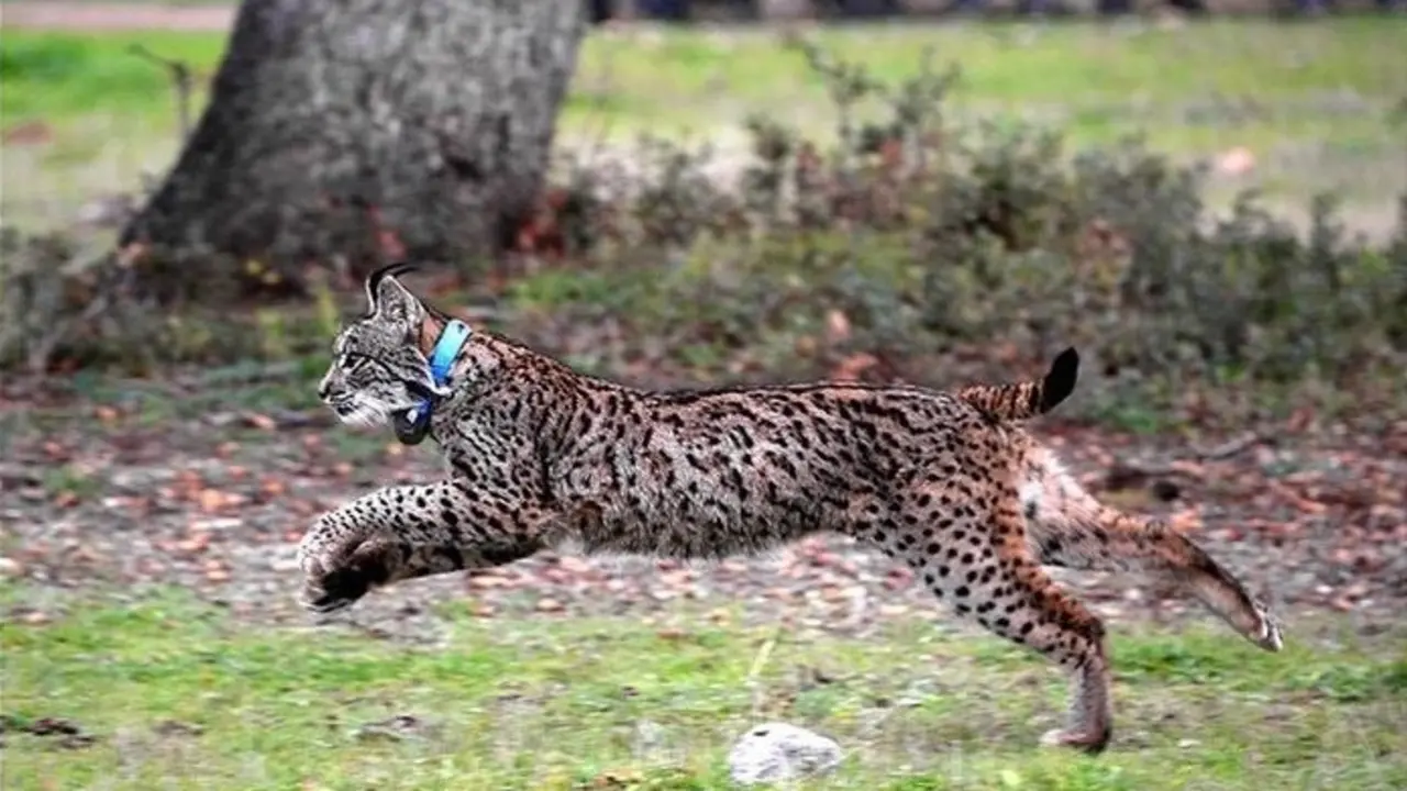 Archivo - Ejemplar de lince ib&eacute;rico en una imagen de archivo