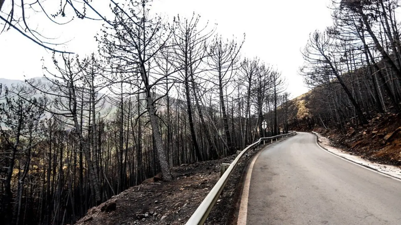 Zonas quemadas por el incendio de Sierra Bermeja, en el &aacute;rea de Puerto de Pe&ntilde;as Blancas a 14 de septiembre 2021 en Estepona (M&aacute;laga) Andaluc&iacute;a