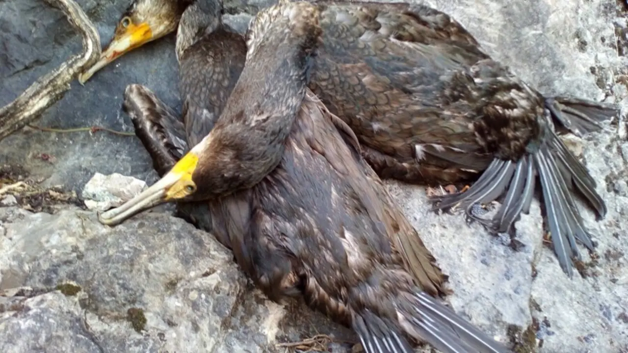 Cormoranes muertos