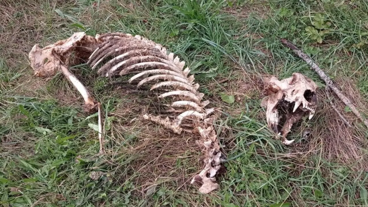 Esqueleto de oso adulto localizado en la localidad de Fesgar (Le&oacute;n).