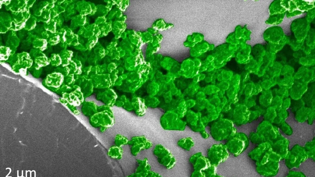 En esta imagen, las partes verdes son las nanopart&iacute;culas que se han agregado en la superficie del tejido mes&oacute;filo esponjoso dentro de las hojas de la planta.
