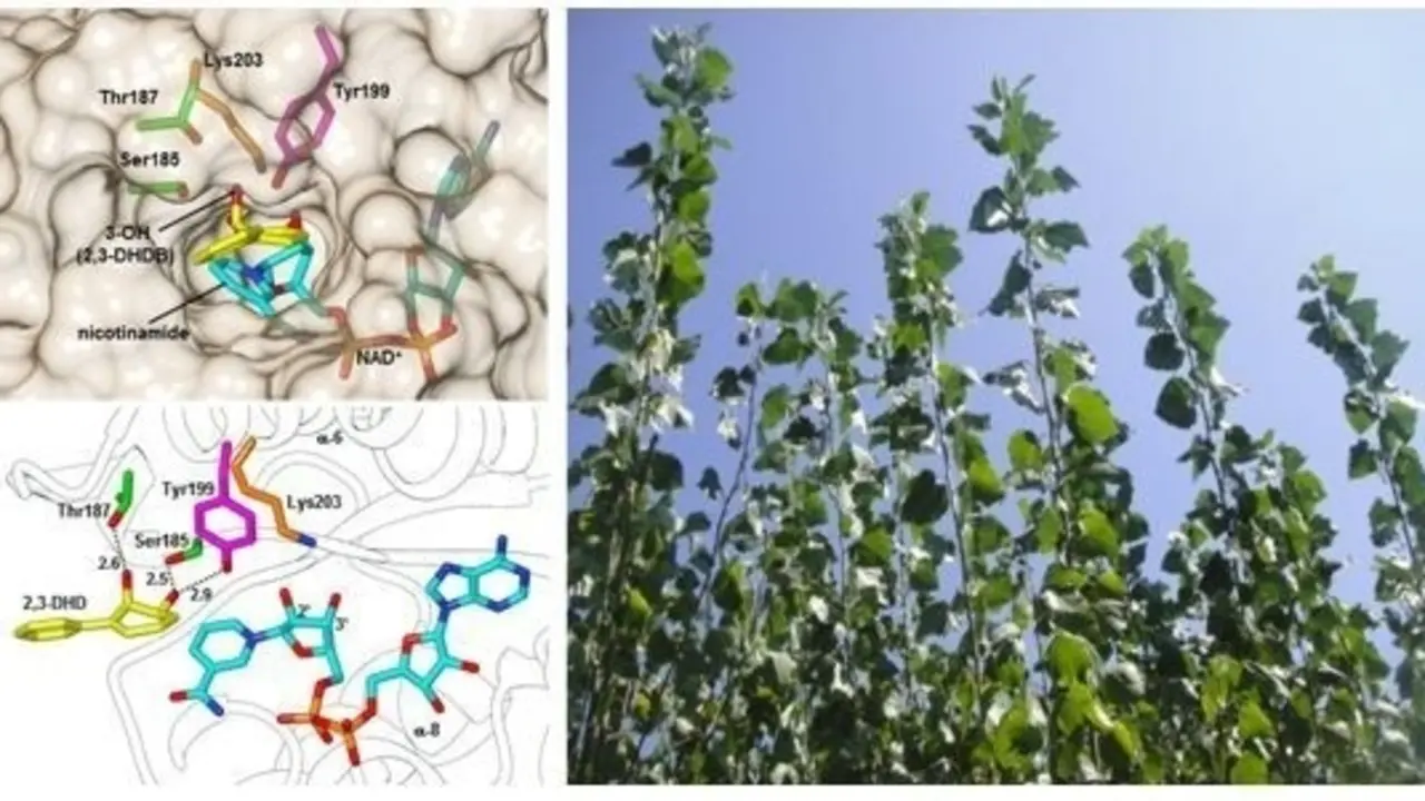 Las plantas pueden absorber y degradar contaminantes con efectos carcin&oacute;genos.