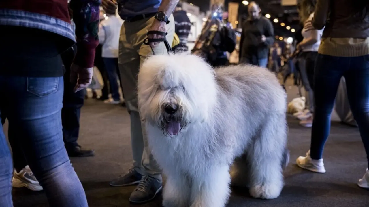Un perro participando en una de las ediciones