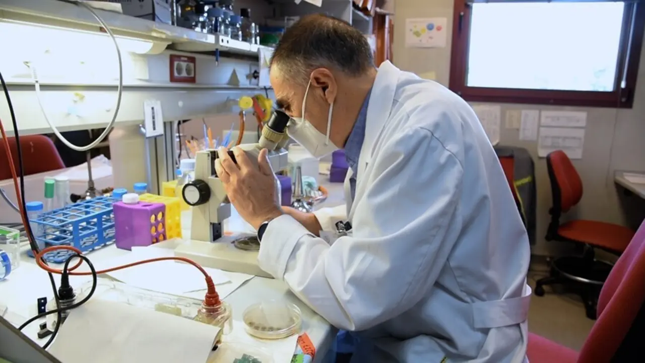 Miguel &Aacute;ngel Pe&ntilde;alva en su laboratorio del Centro de Investigaciones Biol&oacute;gicas Margarita Salas (CIB-CSIC) mientras observa una placa del hongo &lsquo;Aspergillus nidulans&rsquo; con el gen de la alcaptonuria.