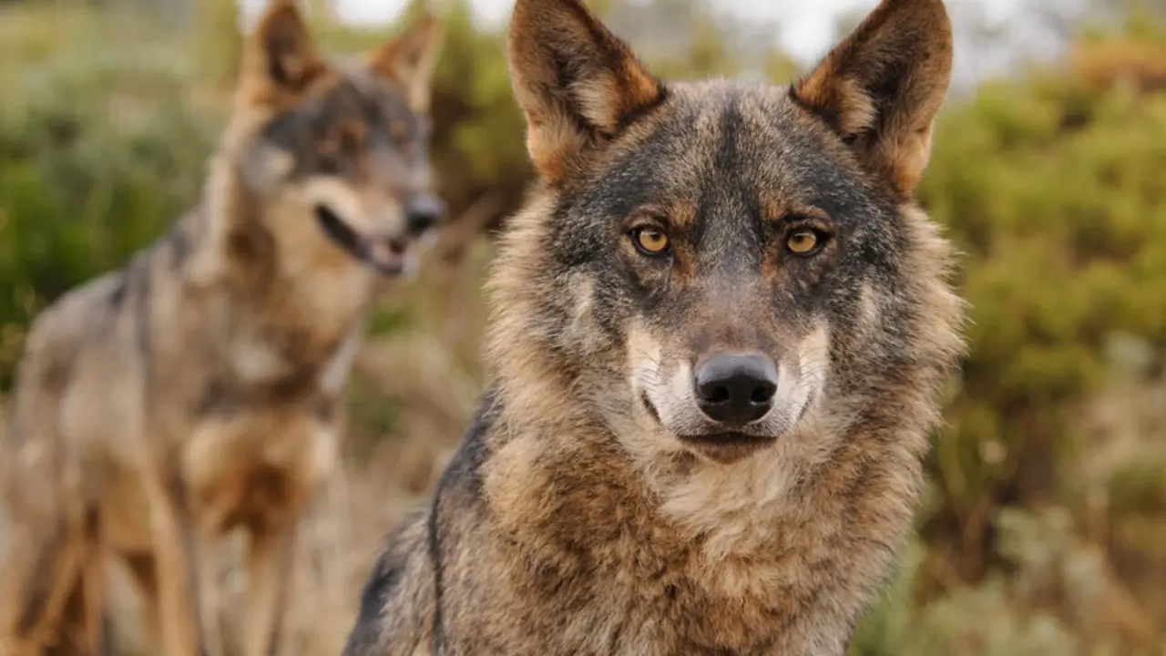 Archivo - Lobo Ib&eacute;rico. WWF