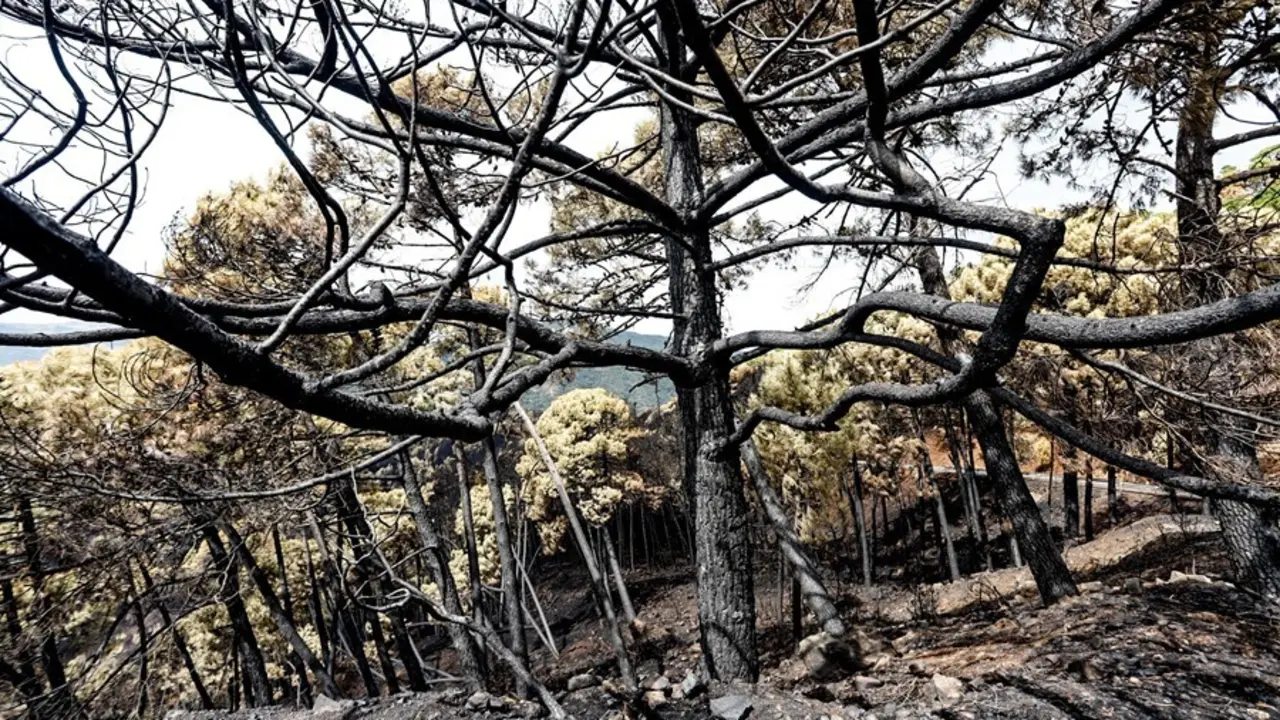 Zonas quemadas por el incendio de Sierra Bermeja. 