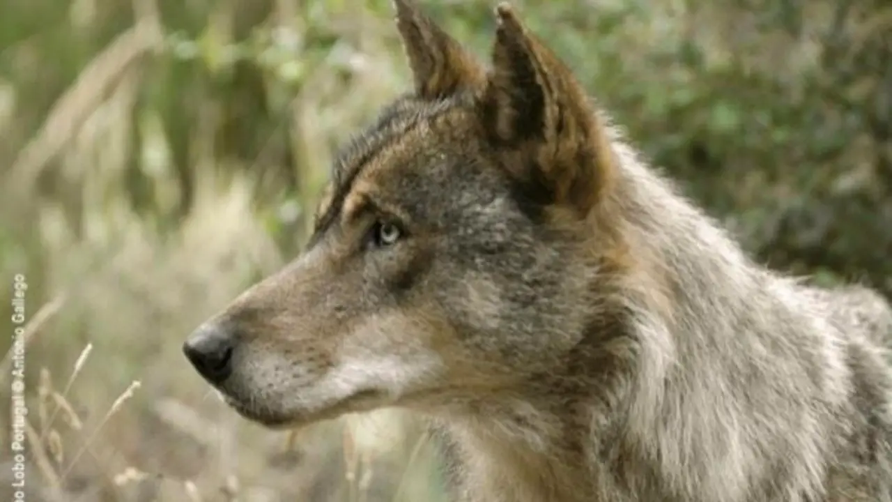 Lobo