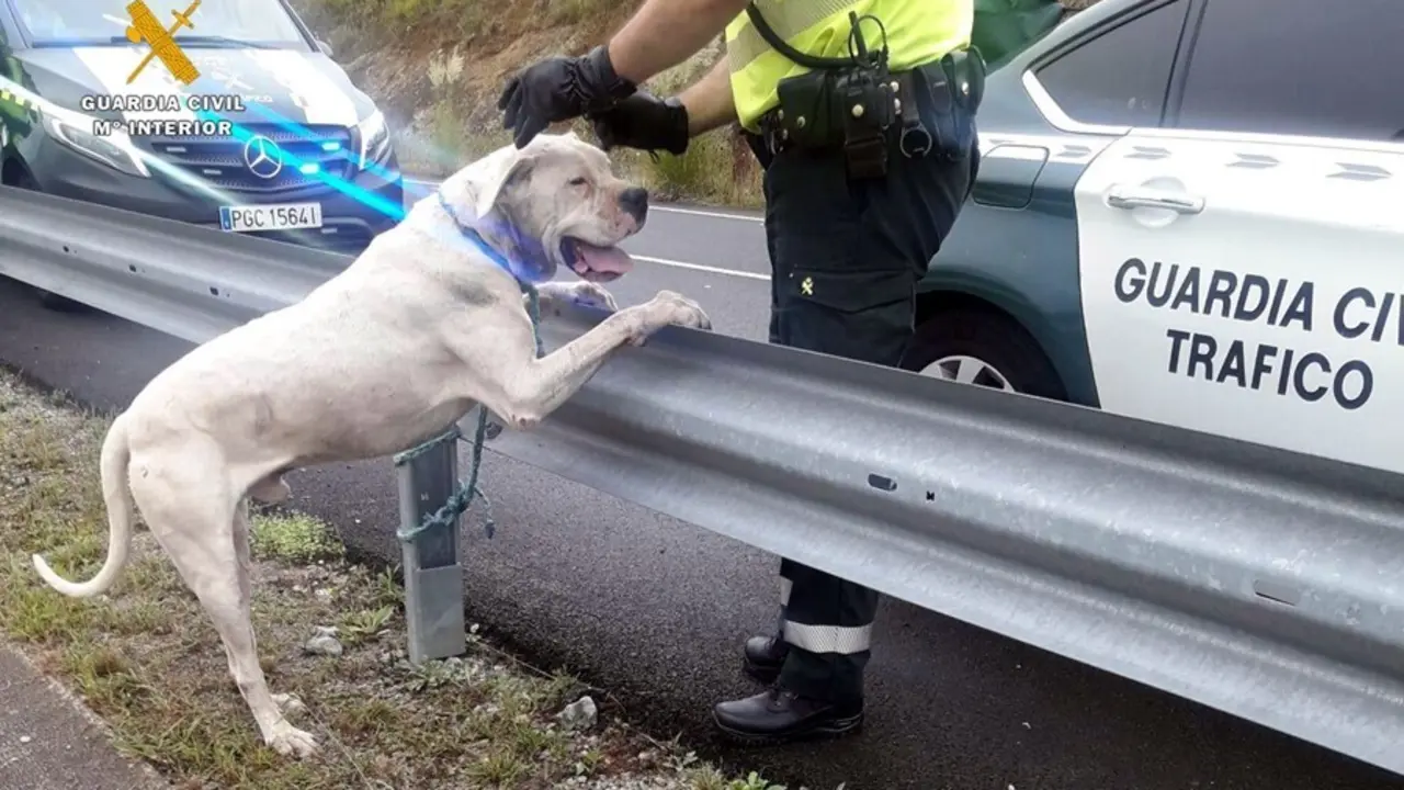 El dogo argentino capturado en Pomaluengo
