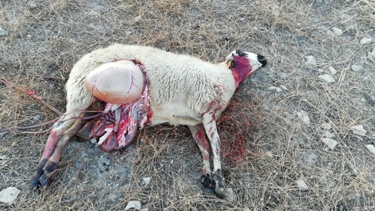 Archivo -    La Uni&oacute;n de Agricultores y Ganaderos de Arag&oacute;n (UAGA) se ha dirigido al consejero de Desarrollo Rural y Sostenibilidad del Gobierno de la Comunidad, Joaqu&iacute;n Olona, para demandarle que capture y traslade al lobo que ataca al ganado, sobre todo