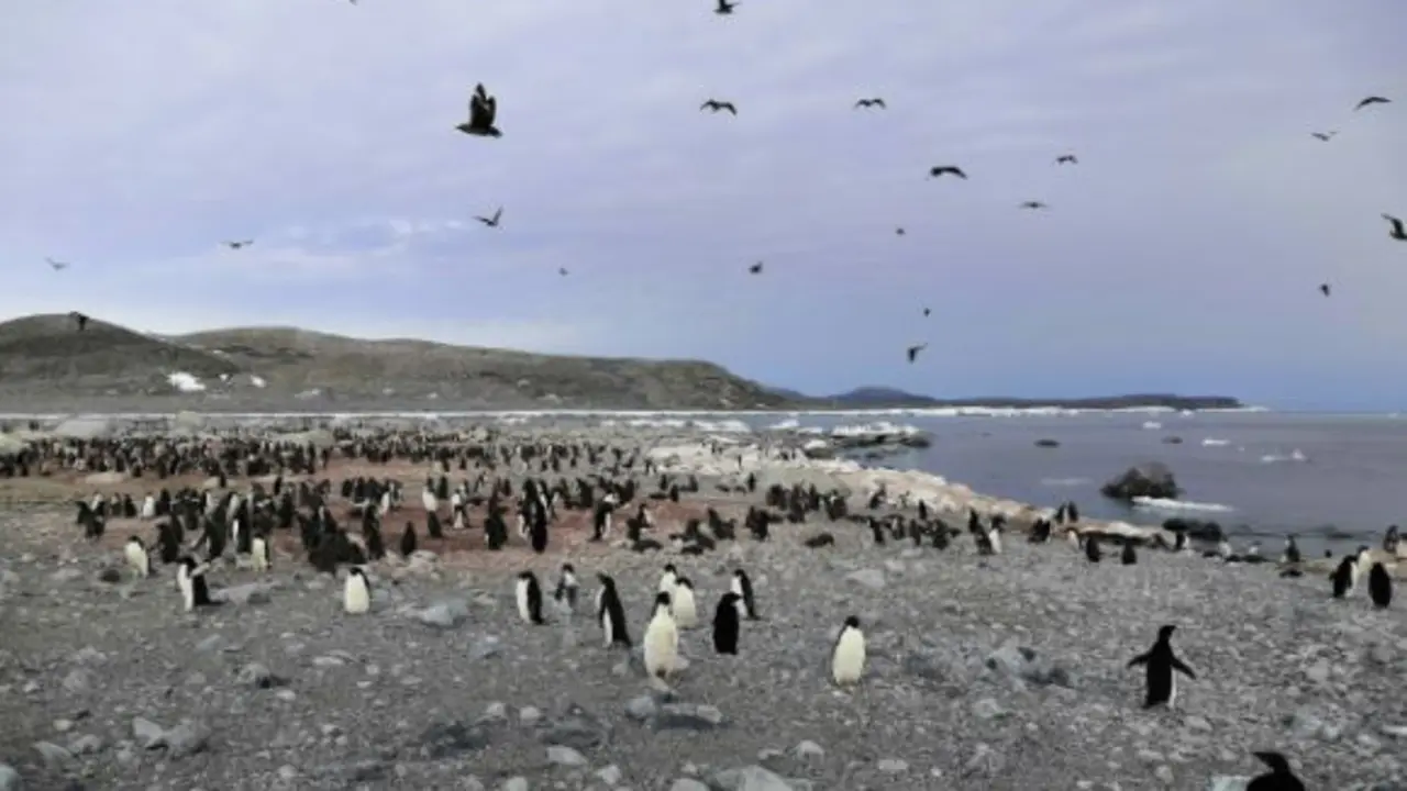 Una colonia de ping&uuml;inos Adelia en la Ant&aacute;rtida.