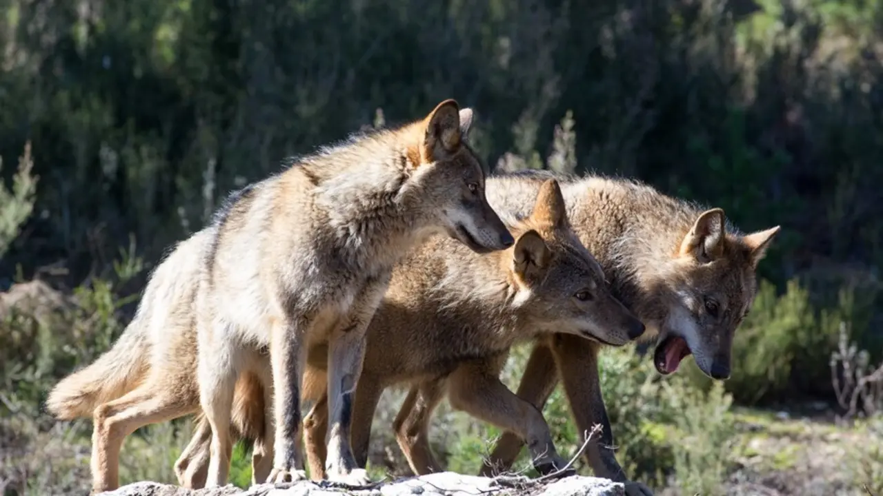 Archivo - Lobos ib&eacute;ricos