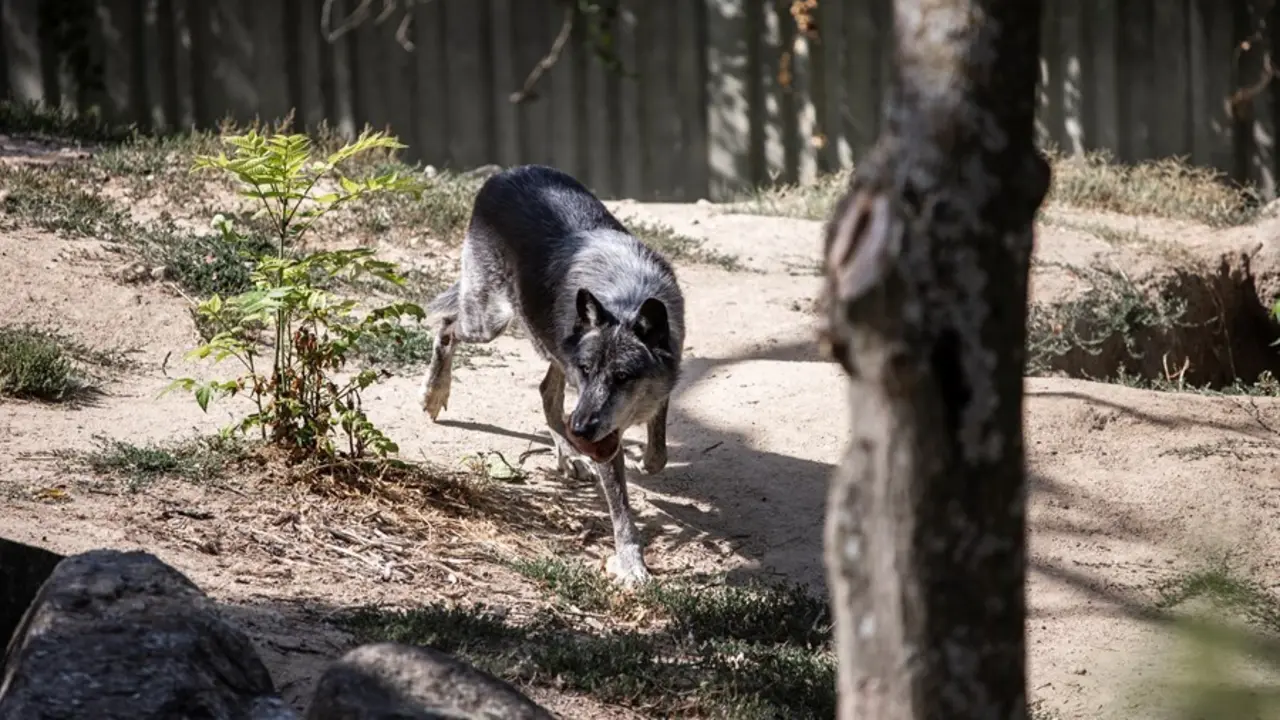 Archivo - Un lobo.